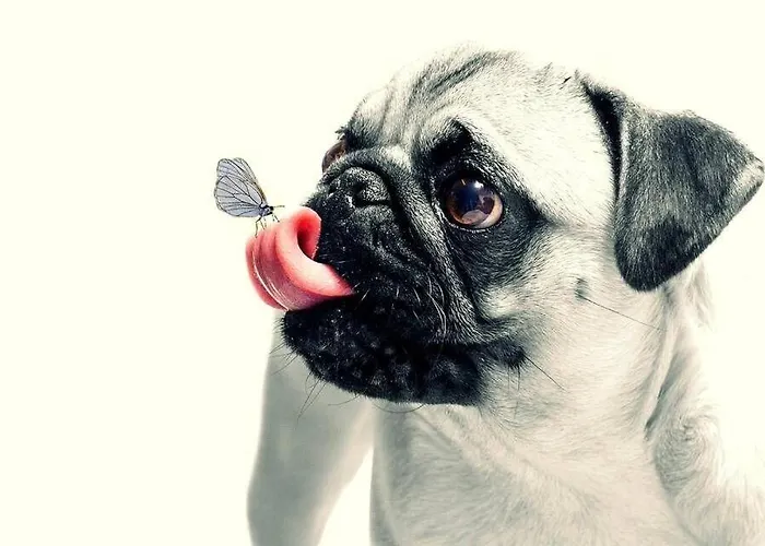 Ferienhaus-fiffikus Tatil Evi *